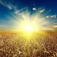 RainMaker Harvest