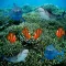 Save Clown Fish