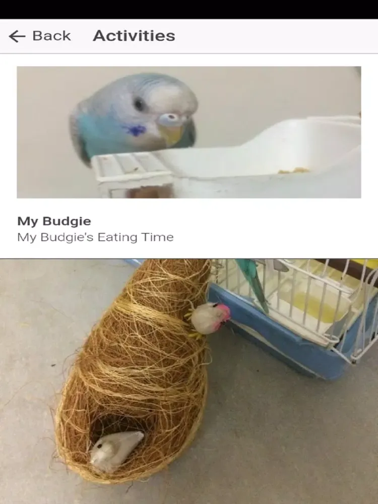 Скриншоты Pet Budgie Information & Care iPad 