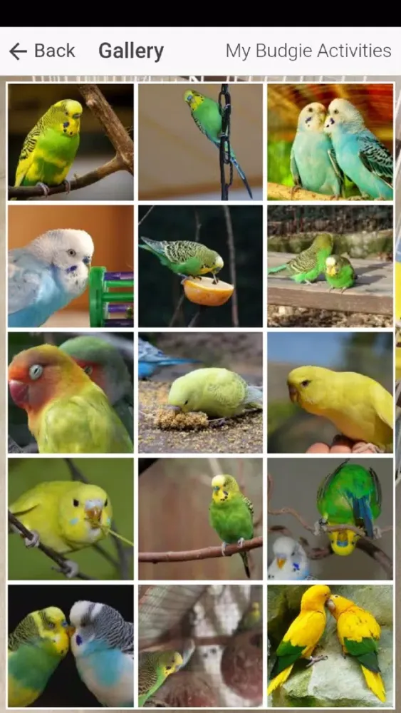 Скриншоты Pet Budgie Information & Care