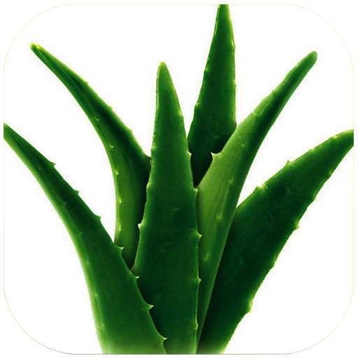 Health Benefits Of Aloe Vera Health Benefits Of Aloe Vera