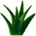 Health Benefits Of Aloe Vera