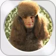 Photo Fun Animal