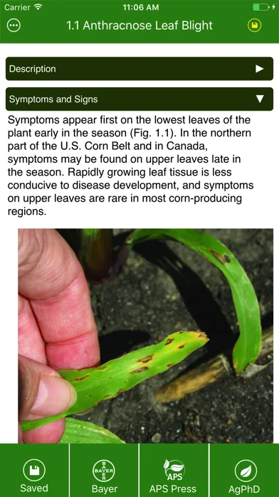 Capturas de pantalla de Corn Diseases
