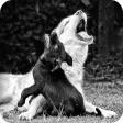 Barking Dog Sounds Barking Dog Sounds