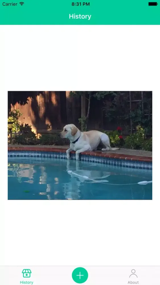 Dog Breeds Recognition by AI Ekran Görüntüleri