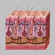 Dermatology by AIMapps