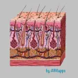 Dermatology (AIMapps)