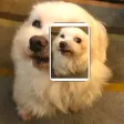 Recognize Me Mobile