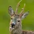 JAGD&NATUR