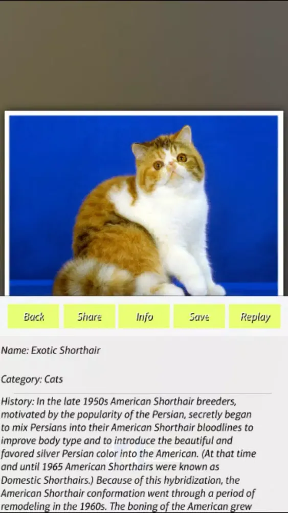 تصاویر Cats - Jigsaw Puzzles