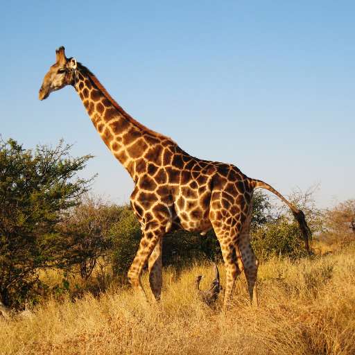 giraffe sounds