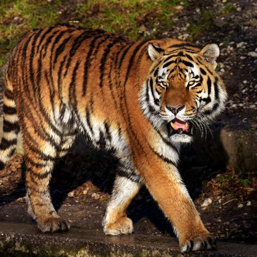 tiger sounds