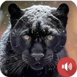 Black Panther Sounds