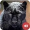 Black Panther Sounds
