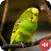 Budgerigar Sounds