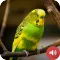 Budgerigar Sounds