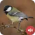 Chickadee Sounds