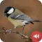 Chickadee Sounds