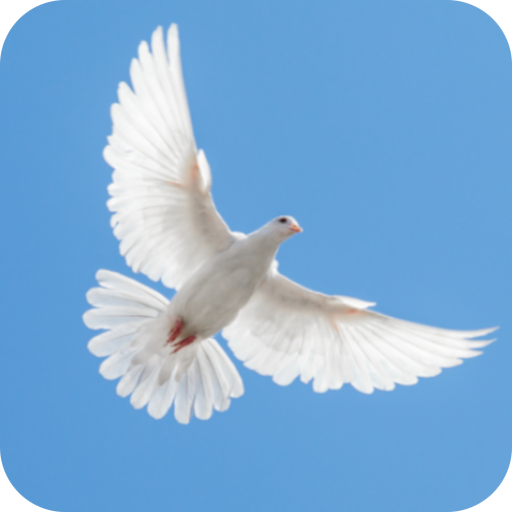 Dove Sounds Dove Sounds