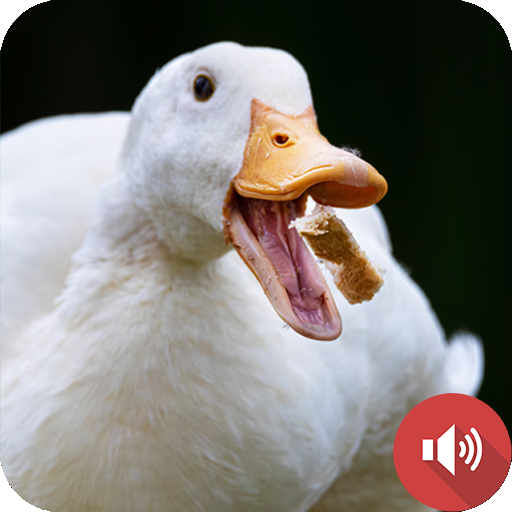 Duck Sounds