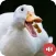 Duck Sounds
