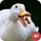 Duck Sounds