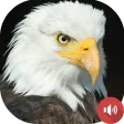 Eagle Sounds