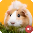 Guinea Pig Sounds