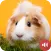 Guinea Pig Sounds