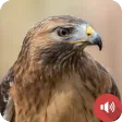Hawk Sounds
