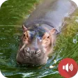 Hippopotamus Sounds