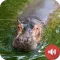 Hippopotamus Sounds