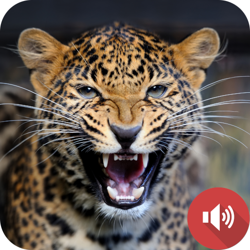 Leopard Sounds