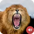 Lion Sounds Lion Sounds