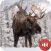 Moose Sounds