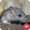 Mouse and Rat Sounds