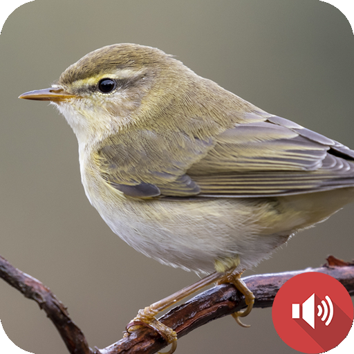Nightingale Bird Sounds Nightingale Bird Sounds