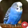 Parakeet Sounds