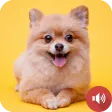Puppy Barking Sounds