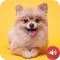 Puppy Barking Sounds