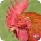 Rooster Sounds