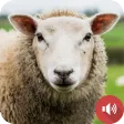 Sheep Sounds