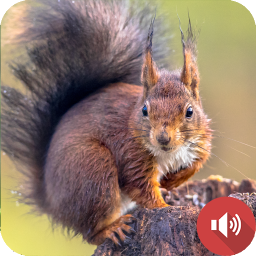 Squirrel Sounds
