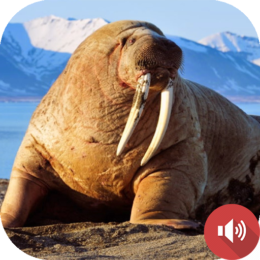 Walrus Sounds
