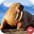 Walrus Sounds