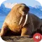 Walrus Sounds
