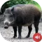 Wild Boar Sounds