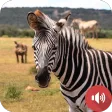 Zebra Sounds