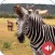 Zebra Sounds